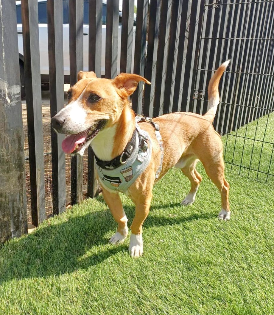 Happy dog in harness